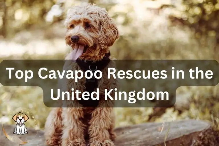 Cavapoo Rescue UK Guide: (2024 Updated)