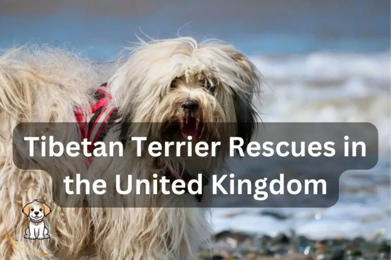 Tibetan Terrier Rescues in UK (2024 UPDATED)