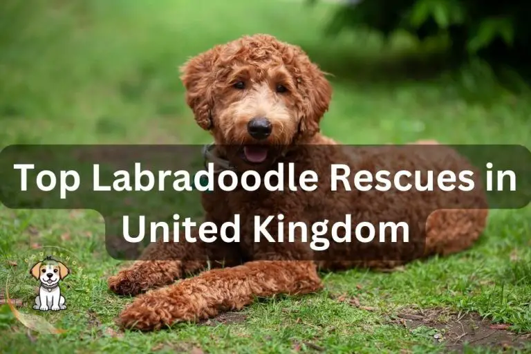 Top Labradoodle Rescues UK (2024 Updated Guide)