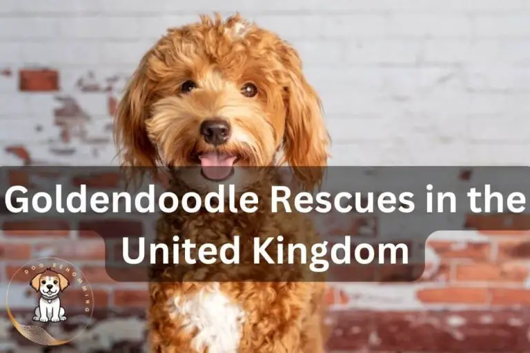 Best Goldendoodle Rescue in the UK (2024 Updated)
