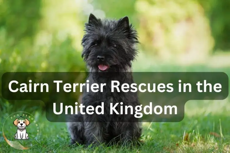 Cairn Terrier Rescues UK (2024 UPDATED)