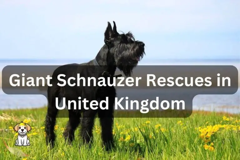 Giant Schnauzer Rescues in the UK (2024 Updated List)