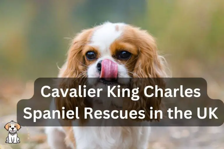 Cavalier King Charles Spaniel Rescues UK (2024 UPDATED)