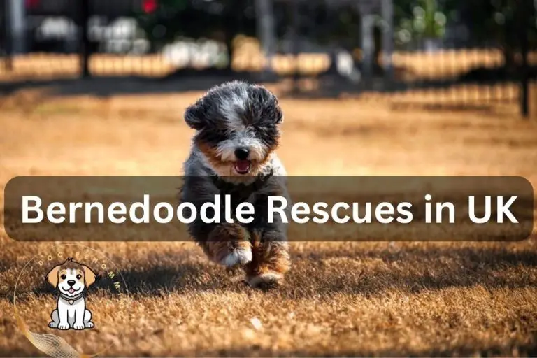 Bernedoodle Rescue UK (2024 UPDATED Guide)