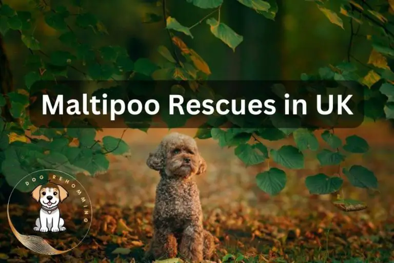 Maltipoo Rescue Centres in the UK (2024 Updated)