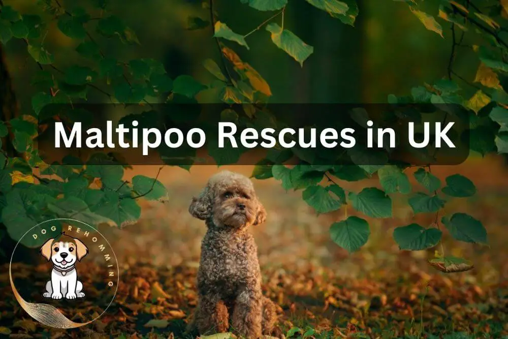 maltipoo rescue uk