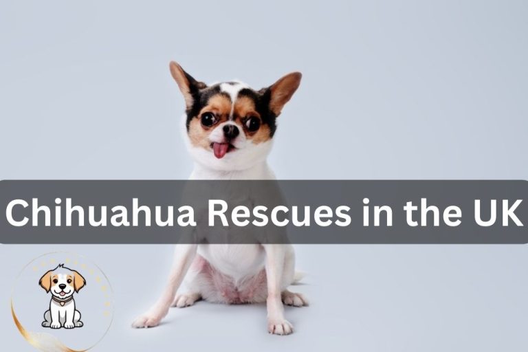 Chihuahua Rescues in the UK (2024 Updated)