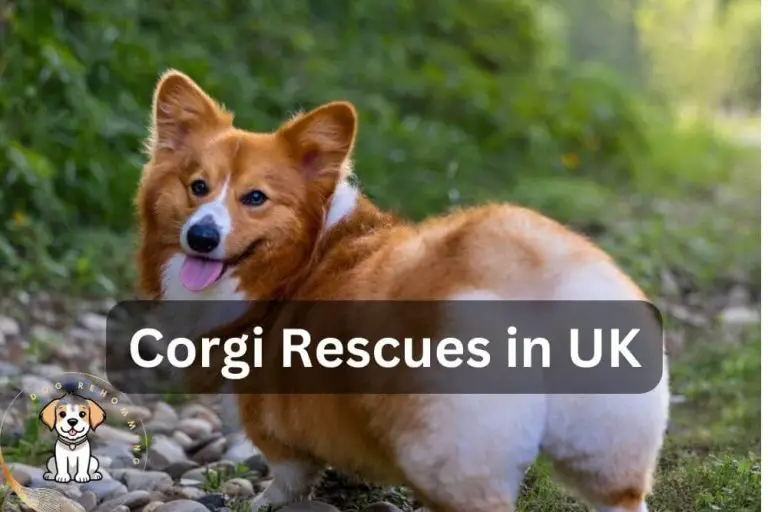 Welsh Corgi Rescues in the United Kingdom (Updated)