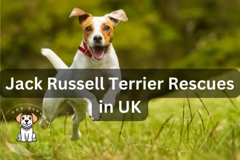 Jack Russell Terrier Rescues UK (UPDATED List)