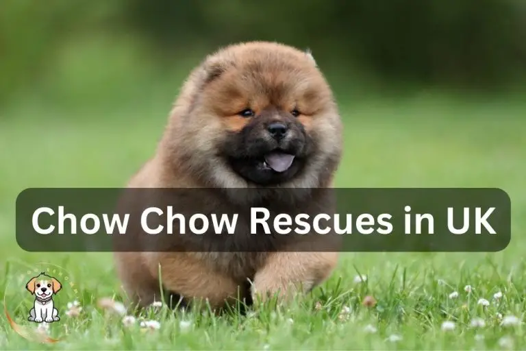 4 Superb Chow Chow Rescue Centres in the UK