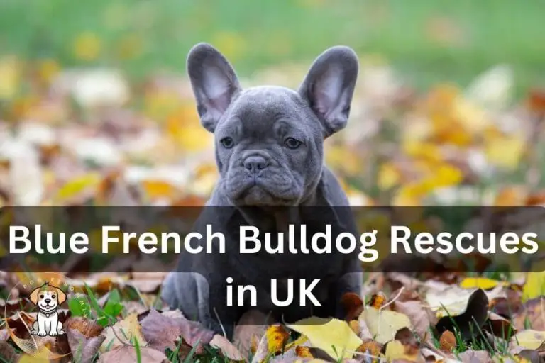 3 Amazing Blue French Bulldog Rescue Centres in the UK