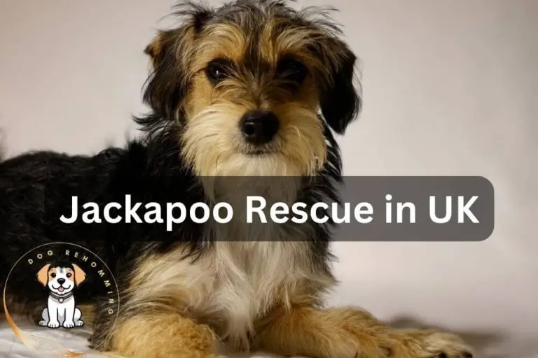 Jackapoo Rescue in UK: (2024 Updated List)